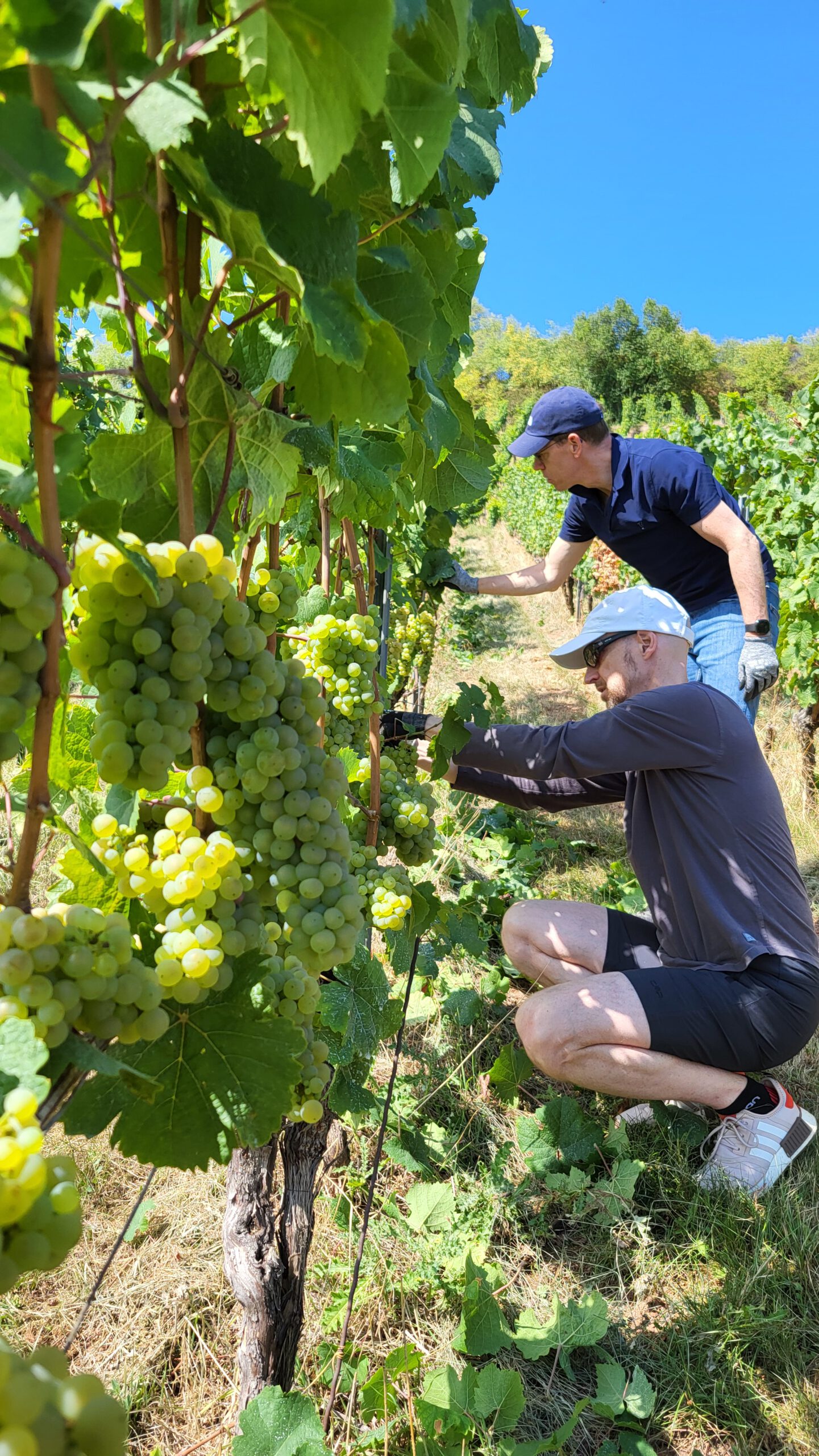 Wer uns zur rechten Zeit besucht, darf auch mit in die Weinberge ;-)